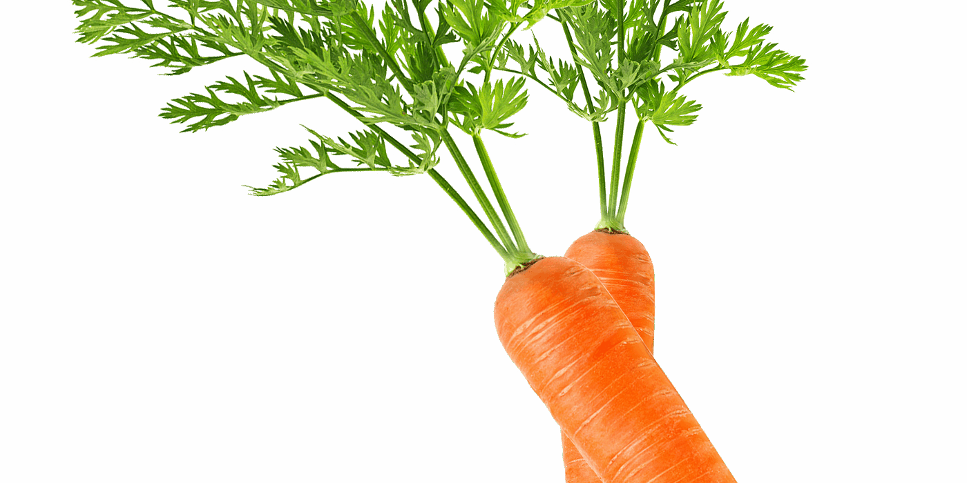 Carotte bg Carotte bg