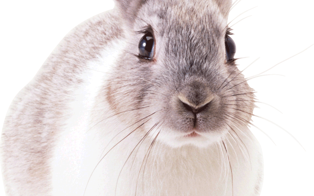 Les bases de l’alimentation du lapin