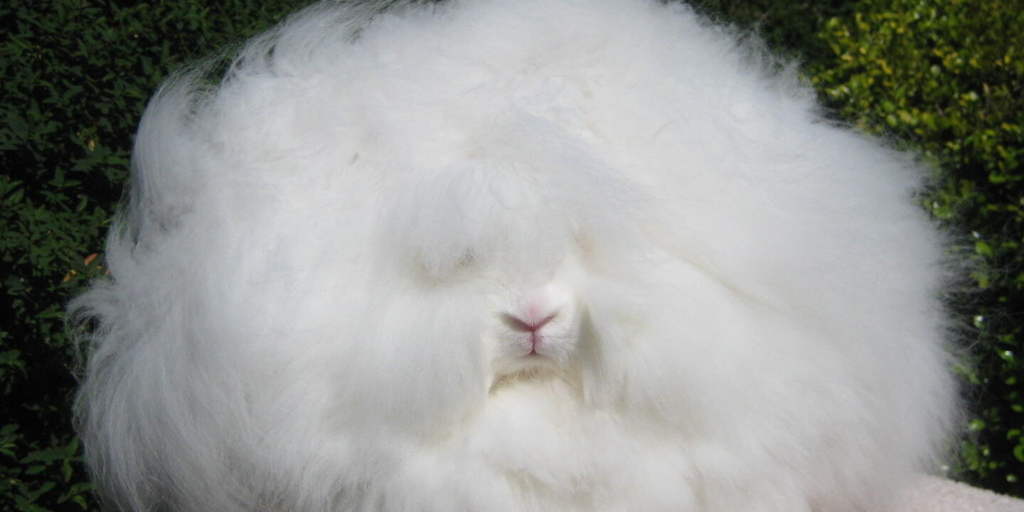 lapin angora