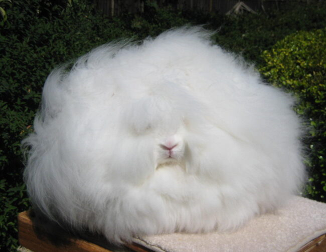 lapin angora