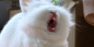 lapin qui baille