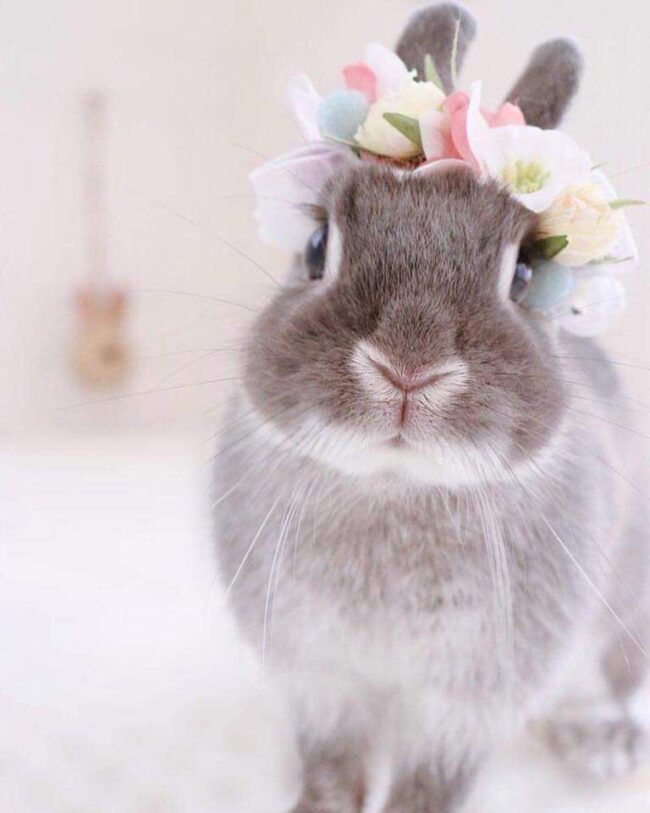 lapine sterilisation