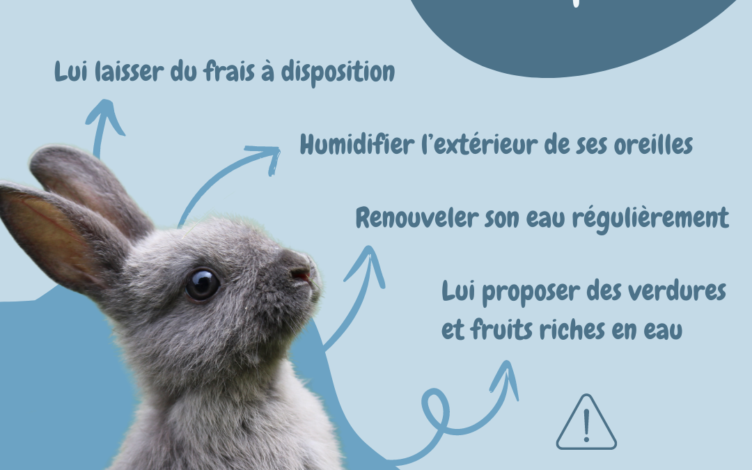 COMMENT RAFRAICHIR UN LAPIN ?