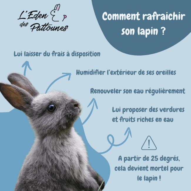 Photo article comment rafraichir son lapin