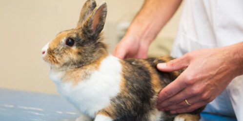 vaccination lapin