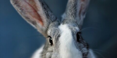 lapin assoc