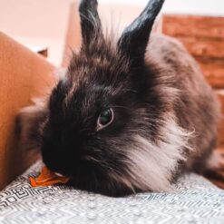 Alternative view of Carotte