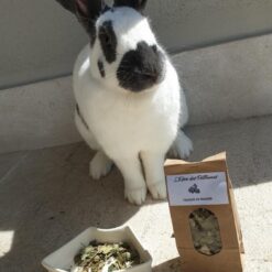 Alternative view of Feuilles de Fraisier