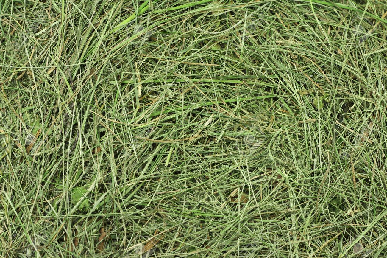 Foin de crau - L’Eden des Pattounes