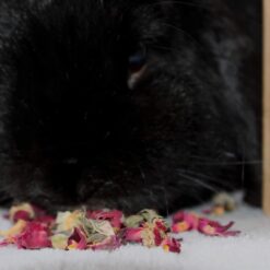 Alternative view of Boutons de rose