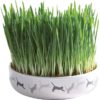 Herbe à chat – Image 3