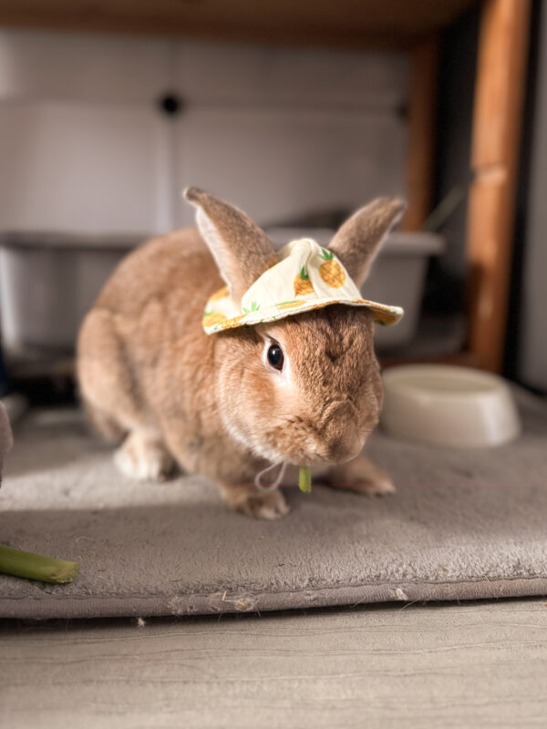 Box mensuelle pour lapins – Image 4