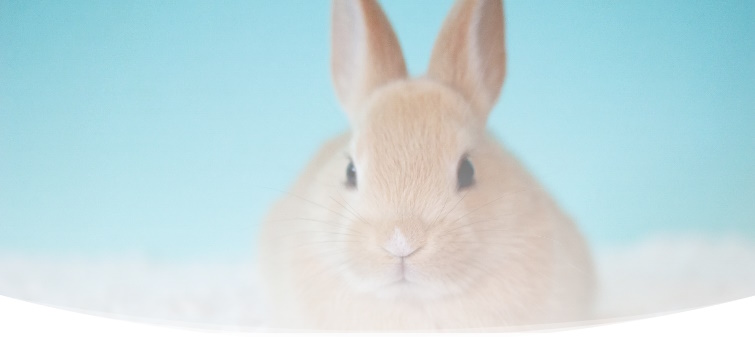 fond lapin